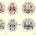 Berita Kesehatan 2021: Beberapa Lemak Tubuh Penggaruhi Otak